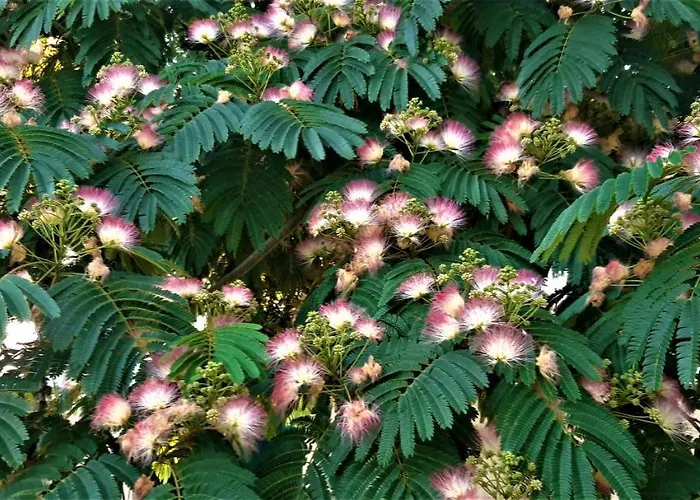 Casa As Sete בית נופש *